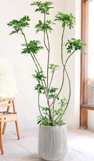 耐陰植物喬木|10種室內大型植物推薦！耐陰好養、風水招財，沒陽光。